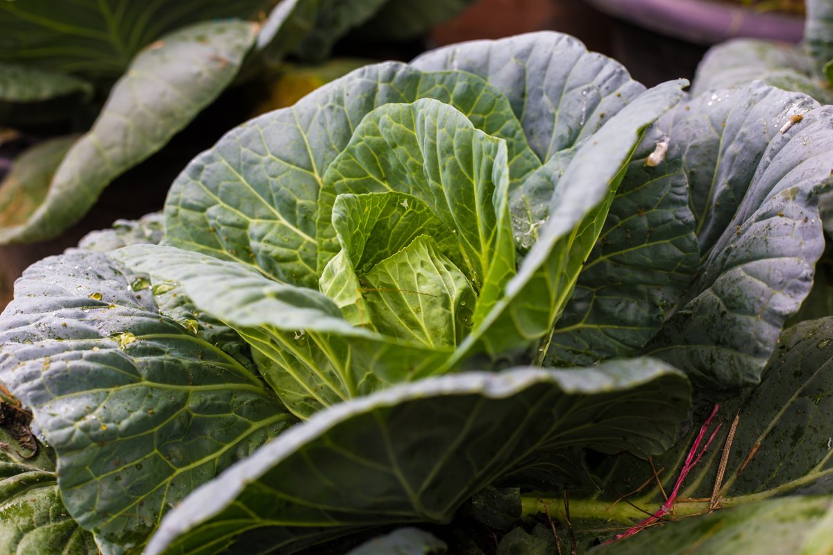 Рассада капусты