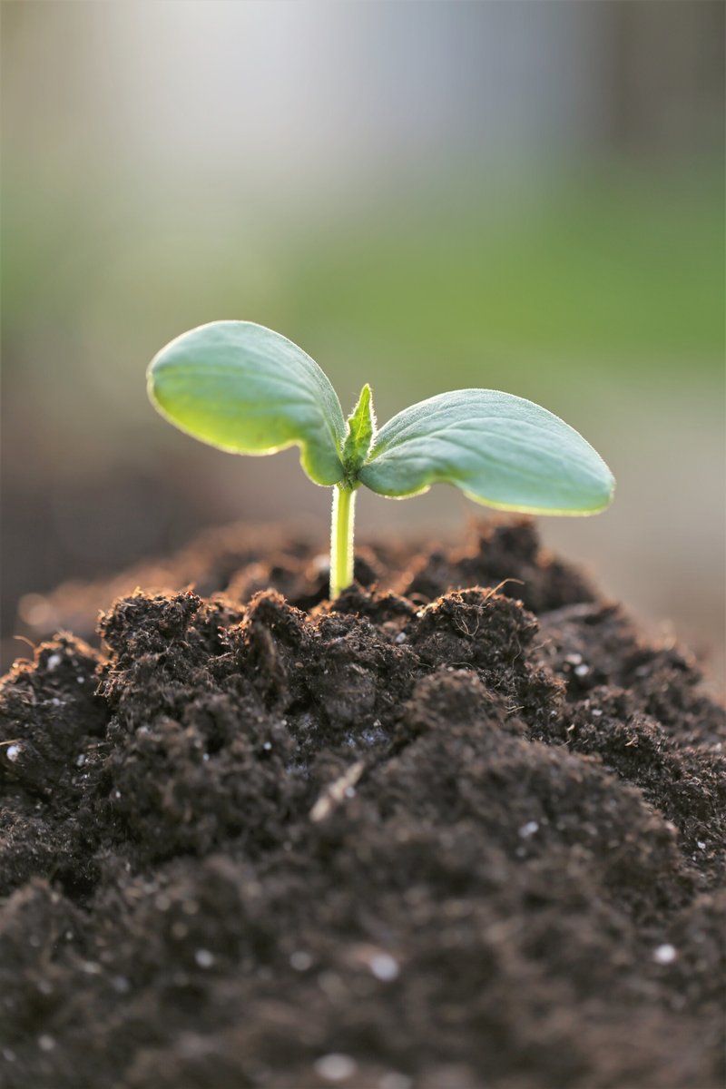 Рассада капусты