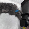 фото от пользователя Оксана в отзыве о ветеринарной клинике Zoohospital на улице Верхние Поля