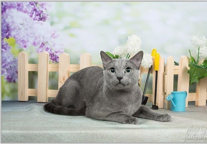 Питомник голубых кошек. Питомник голубых кошек. Питомник голубых кошек. Московская голубая кошка. Питомник голубых кошек.