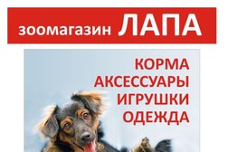 Лапа