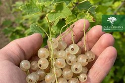 Питомник растений Сады Камчатки, с рейтингом 4.8 - находится по адресу Камчатский край, Елизово, автодорога Морпорт-Аэропорт 29 километр, 1а киоск 