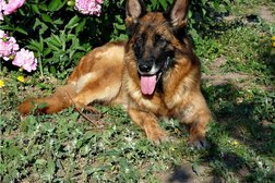 Племенной питомник немецких овчарок от Пигаловых, с рейтингом 3.6 - находится по адресу Рязань, Животноводческий проезд, 9а 