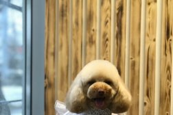 Зоосалон, детский садик для собак #Любимыйгрумер, с рейтингом 4.5 - находится по адресу Самара, Зои Космодемьянской, 4 