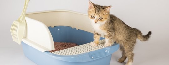 Как приучить к лотку котёнка или взрослую кошку