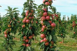 Сибирский сад Леонтьевых, с рейтингом 2.4 - находится по адресу Иркутская область, д. Новолисиха, Ягодная улица, 5 