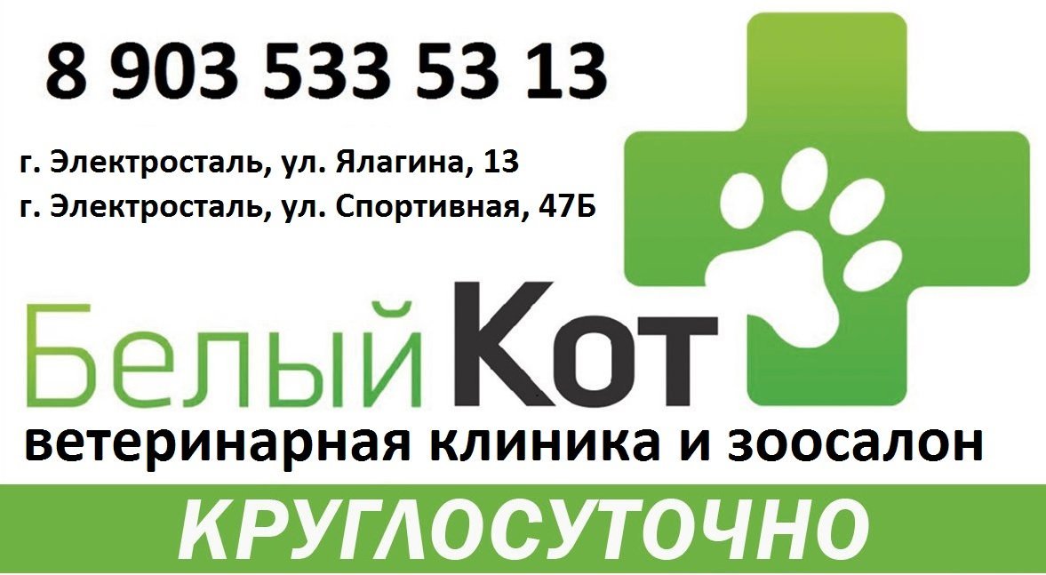 Электросталь белый кот