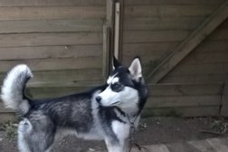 Гостиница для собак У Ирины, с рейтингом 2.9 - находится по адресу Санкт-Петербург, Набережная улица, 115 