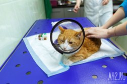 Ветеринарная скорая помощь, с рейтингом 2.7 - находится по адресу Кемеровская область — Кузбасс, Кемерово, улица Кирова, 27 