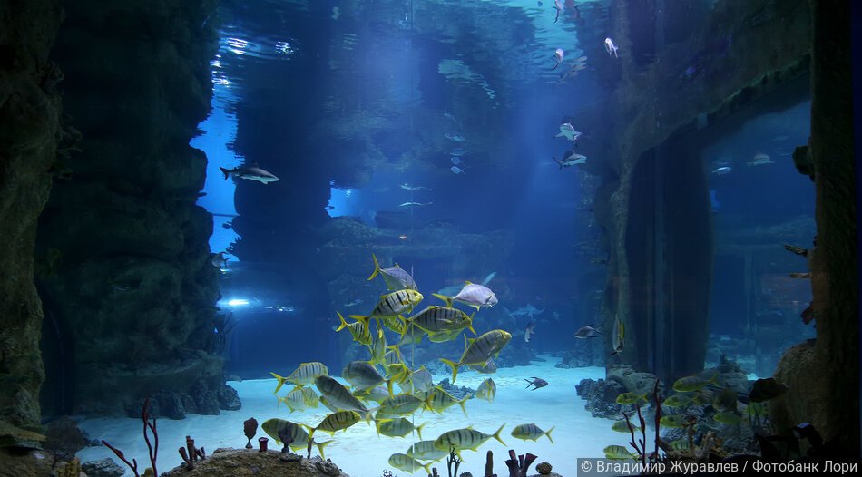Рыбы в огромном красивом аквариуме Москвариума