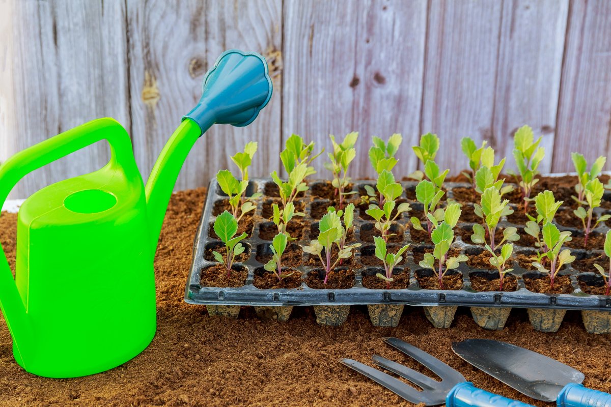 Полив рассады капусты