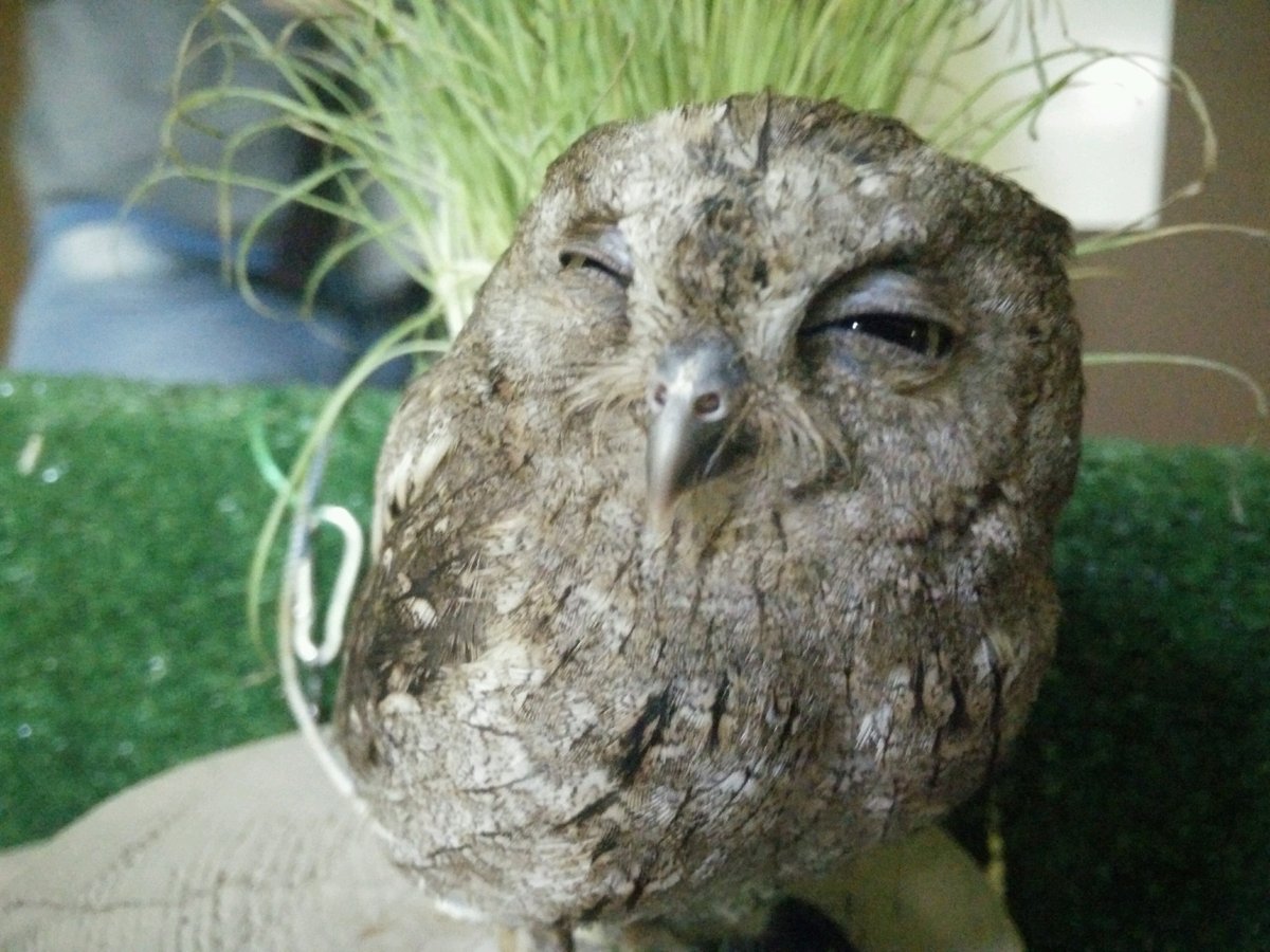 Сова из "Совиного дома", прищурившая один глаз