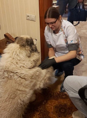 Ветеринарный врач-дерматолог, ветеринар Ольга Сергеевна Коршунова