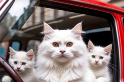 Автосалон РДМ-Импорт, с рейтингом 3.2 - находится по адресу Новосибирск, улица Фрунзе, 61/2 