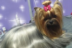 Зоопарикмахерская Royal dog, с рейтингом 5 - находится по адресу Тюмень, улица Станислава Карнацевича, 12 