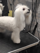 Кузнецова Алёна