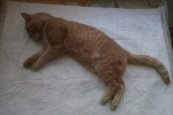 Ветеринарная клиника Ветеринар 38, с рейтингом 2.4 - находится по адресу Иркутск 