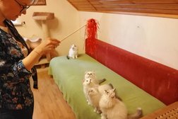 Ветеринарная клиника Елены Филипповой, с рейтингом 2.9 - находится по адресу Иваново, улица 1-я Полевая, 28 