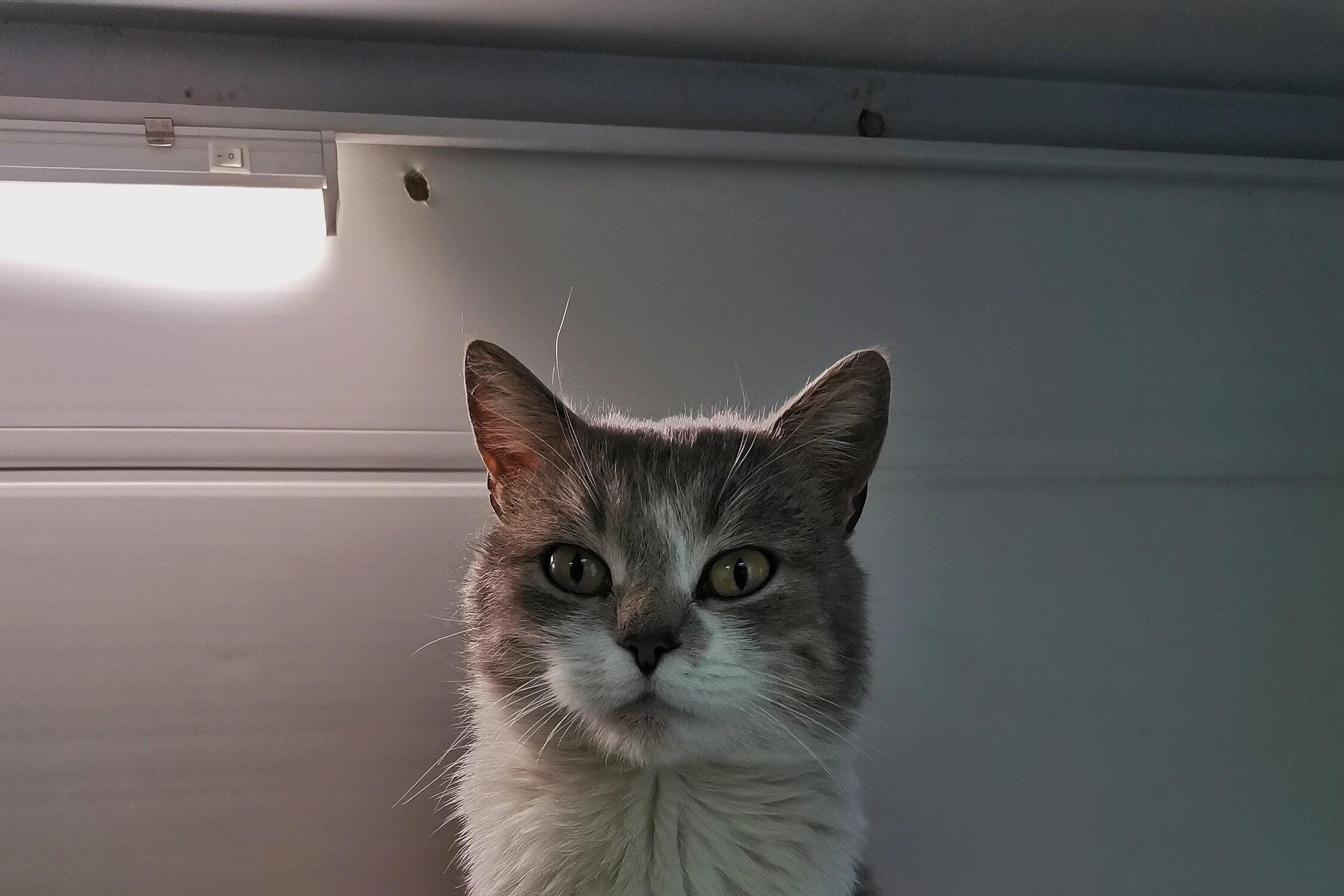 Ветеринарная клиника Эксперт в Воронеже на улице Маршала Жукова, 3 ...