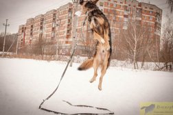 Спортивно-дрессировочная площадка Баскервиль, с рейтингом 4.1 - находится по адресу Нижний Новгород, Берёзовская, 100а 