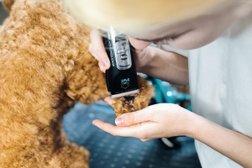 Зоосалон Pro Grooming Dogs, с рейтингом 5 - находится по адресу Иваново, улица Ермака, 11 
