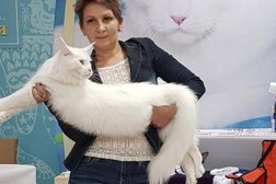 Клуб любителей кошек Союз Фелинологов Казахстана, с рейтингом 3 - находится по адресу Алматы, проспект Сакена Сейфуллина, 617 
