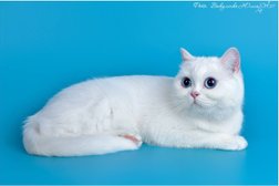 Питомник шотландских кошек Котик Лексус, с рейтингом 2 - находится по адресу Краснодарский край, Геленджик, Крымская улица, 22к2 