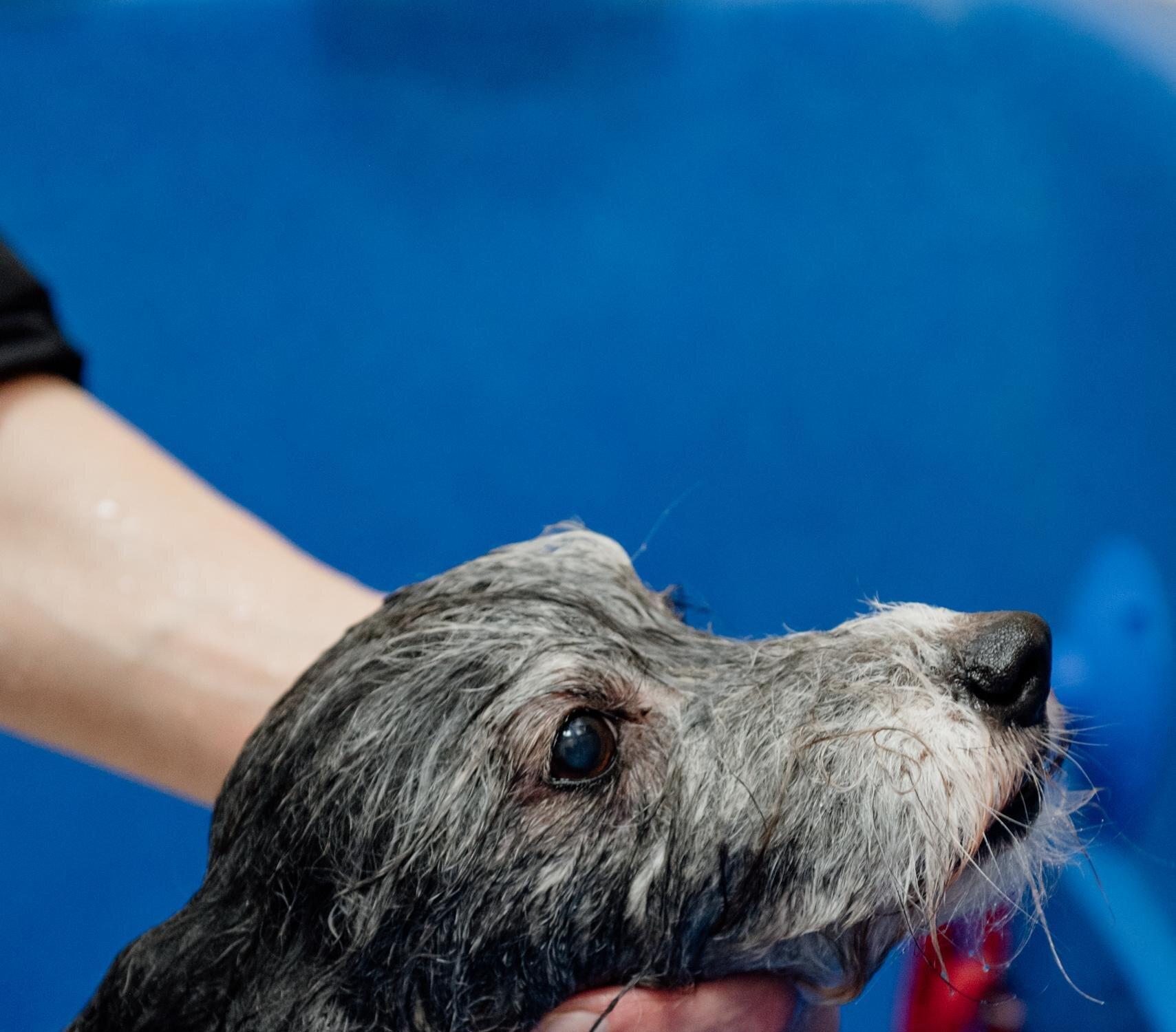 Виконт, мастерская и школа груминга на метро Первомайская в Москве ...