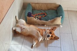 Зоогостиница Forest resort, с рейтингом 3.7 - находится по адресу Воронежская область, с. Ямное, Строителей, 10 