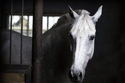 Конно-спортивный клуб Радовесть, с рейтингом 3.9 - находится по адресу Омск, Енисейская улица, 1/9 