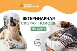 Ветеринарная служба Домашний ветеринар, с рейтингом 5 - находится по адресу Санкт-Петербург, улица Ленсовета, 34к3 