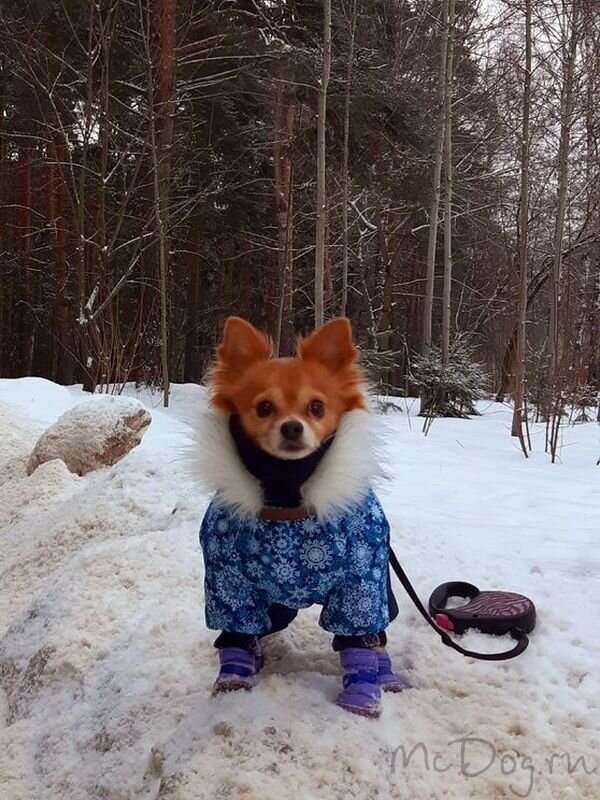 фотография Интернет-магазина одежды для собак McDog
