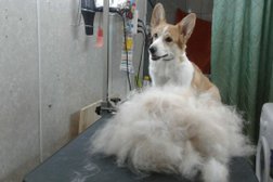 Студия Пес и кот, с рейтингом 3 - находится по адресу Московская область, Подольск, улица Веллинга, 3 
