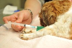 Ветеринарная клиника ЧиПоЛЛиНо, с рейтингом 4.5 - находится по адресу Московская область, Одинцово, улица Маршала Неделина, 9 