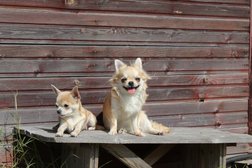 Питомник чихуахуа Ирлита, с рейтингом 3.9 - находится по адресу Москва, Большая Очаковская улица, 41 