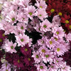 фото от пользователя Александр в отзыве о салоне цветов Stellaflowers