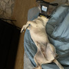 фото от пользователя Елена и Джастин в отзыве о ветеринарном центре Doc&Dog