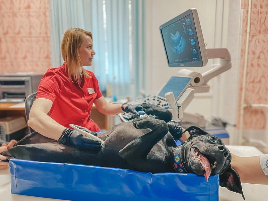 Инновет, ветеринарная клиника в Выхино-Жулебино в Москве - отзывы, фото ...