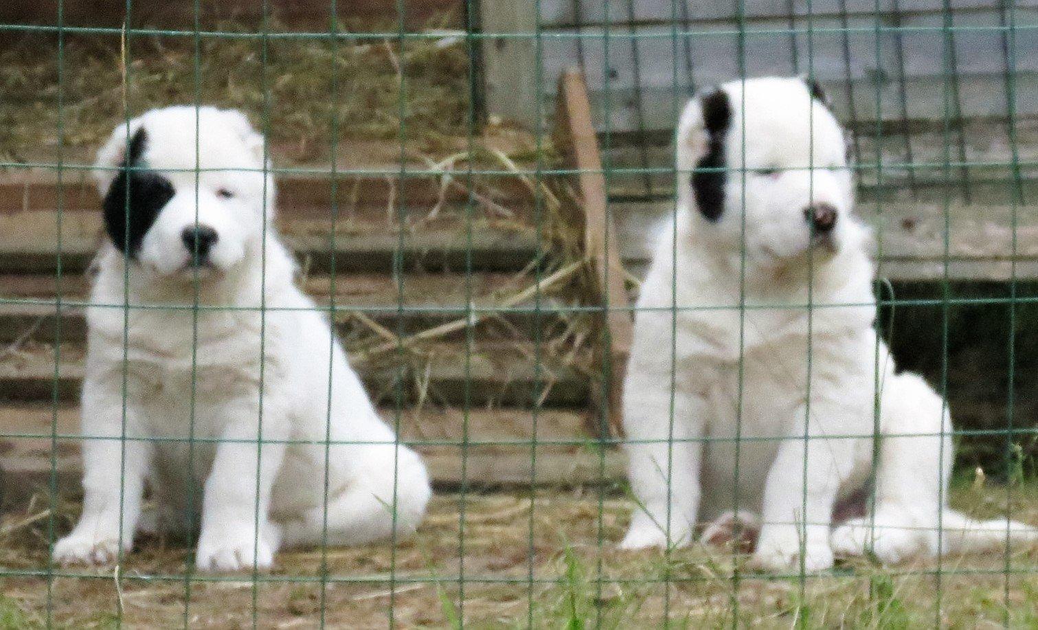 Питомник собак в орле. Питомник собак в орле. Питомник собак в таганроге. Питомник собак в орле. Питомник собак в орле.