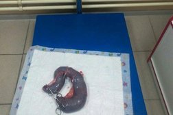 Служба ветеринарной помощи ZooДоктор, с рейтингом 3.5 - находится по адресу Брянск, улица Костычева, 70 