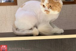 Зоосалон Fashion pets, с рейтингом 4 - находится по адресу Ленинградская область, Мурино, Воронцовский бульвар, 17 