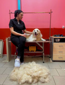 Гришина Карина Романовна