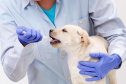 Ветеринарная клиника Вертихвост, с рейтингом 5 - находится по адресу Московская область, Химки, улица Панфилова, 3 