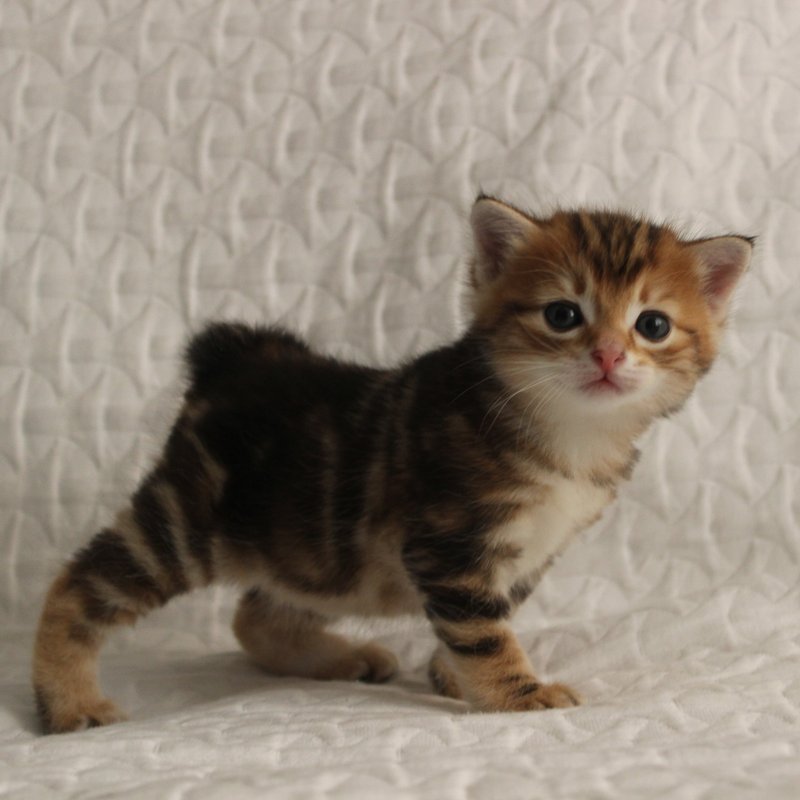 фотография Питомника курильских бобтейлов Moy Meow в Реутове