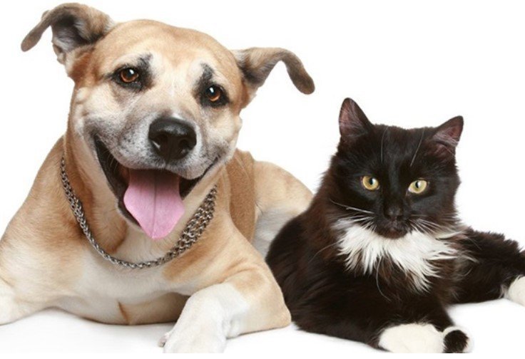 ЛАПАРОСКОПИЧЕСКАЯ СТЕРИЛИЗАЦИЯ КОШЕК И СОБАК – Акция 🌟 в Ветеринарной ...