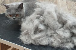 Зоомагазин Лукас, с рейтингом 2 - находится по адресу Алматы, Гоголя, 173 