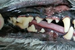 Ветеринарный стоматологический кабинет Ветеринарный стоматологический кабинет, с рейтингом 3 - находится по адресу Иркутск, улица Литвинова, 20 ст4 