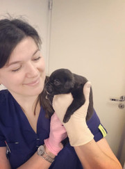 Ветеринар, ветеринарный анестезиолог-реаниматолог Ирина Владимировна Протасова