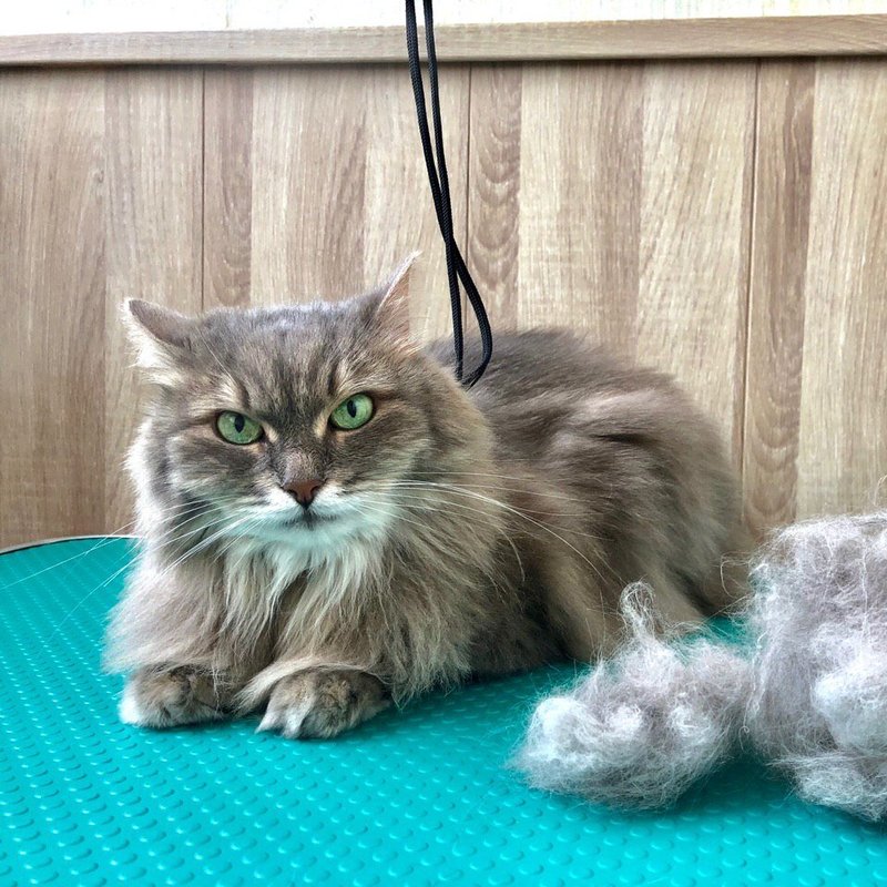 Экспресс линька для кошек