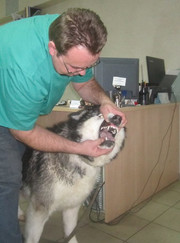 Ветеринар, ветеринарный невролог Андрей Вениаминович Масленников